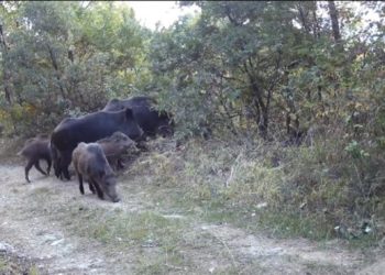 Kütahya'da iki domuzun kavgası ve "meraklı ayı" fotokapanla görüntülendi