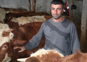 Ziraat mühendisi devletten aldığı hibeyle köyünde kalıp sürü sahibi oldu