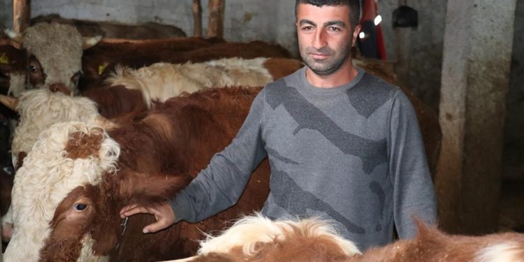 Ziraat mühendisi devletten aldığı hibeyle köyünde kalıp sürü sahibi oldu