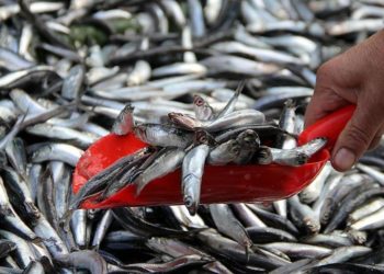 Ekonomik balık türleri ısınma nedeniyle Marmara’da daha kısa kalıyor