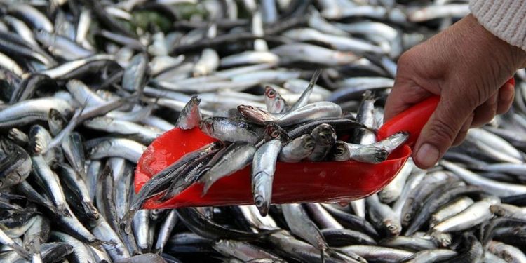 Ekonomik balık türleri ısınma nedeniyle Marmara’da daha kısa kalıyor