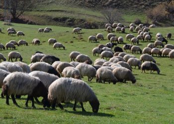 Bu yıl için uygulanacak hayvancılık destekleri artırıldı