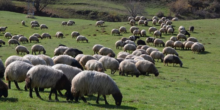 Bu yıl için uygulanacak hayvancılık destekleri artırıldı