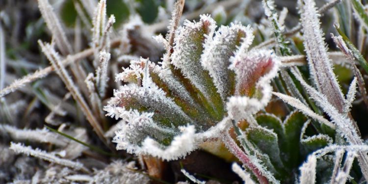 Ardahan ile Kars'ta soğuk hava buzlanma ve kırağı oluşturdu