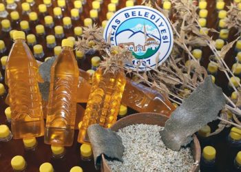 Kayseri'de hasat edilen aspirin yağı depremzedelere gönderilecek