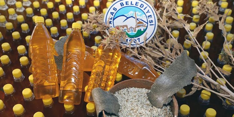 Kayseri'de hasat edilen aspirin yağı depremzedelere gönderilecek