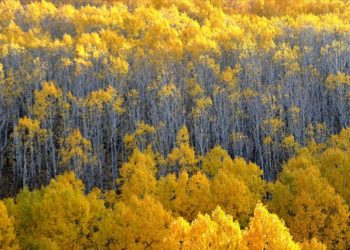 Kars'ın Sarıkamış ve Kağızman ilçeleri güz renklerine büründü