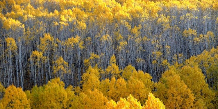 Kars'ın Sarıkamış ve Kağızman ilçeleri güz renklerine büründü