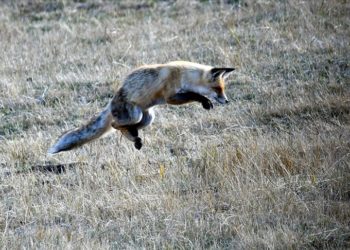 Kars'ta aç kalan kızıl tilkinin fare avı görüntülendi