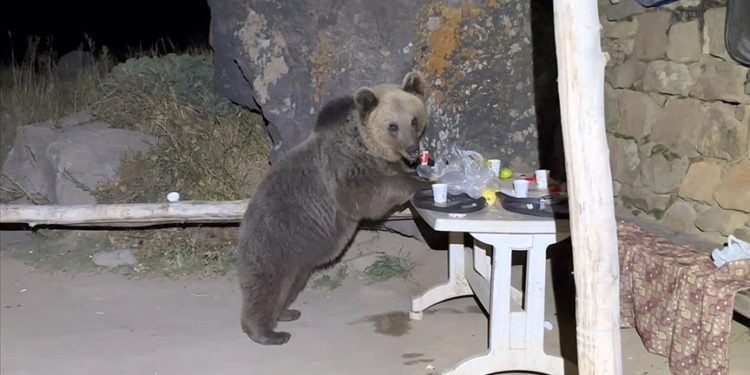 Nemrut Kalderası'ndaki bozayıların pikniğe giden gençlerin yiyeceklerini yemesi kamerada