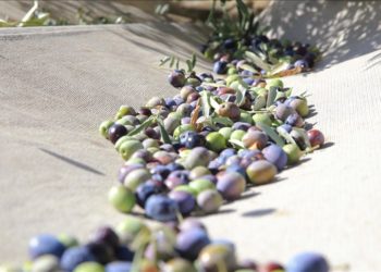 Muğla’da yetiştirilen zeytin ve zeytinyağı birçok ailenin geçim kaynağı