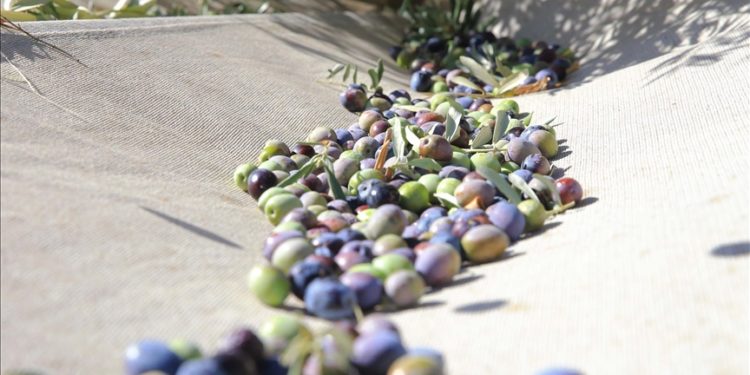 Muğla’da yetiştirilen zeytin ve zeytinyağı birçok ailenin geçim kaynağı