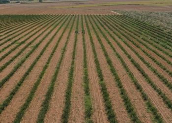 Tarımda genel sayıma gelecek yıl başlanacak