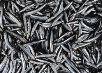 Türkiye'nin 10 aylık hamsi ihracatı yüzde 22 arttı
