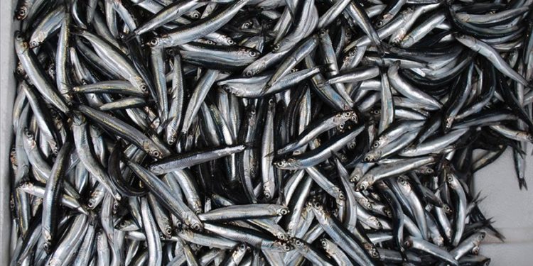 Türkiye'nin 10 aylık hamsi ihracatı yüzde 22 arttı