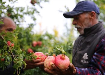Diyarbakır’da asırlık ağaçlarda yetişen Karaz narı çalışmalarla tanıtılacak