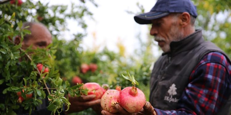 Diyarbakır’da asırlık ağaçlarda yetişen Karaz narı çalışmalarla tanıtılacak