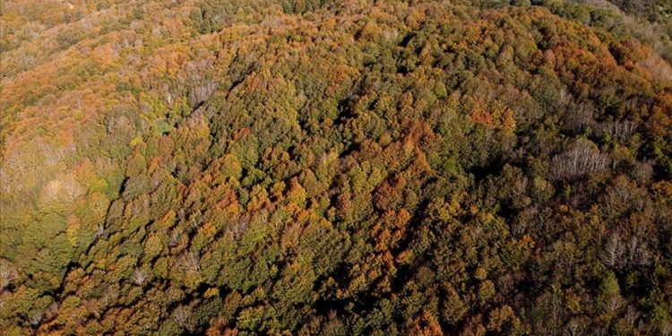 Osmaniye'deki Dumanlı Yaylası sonbahar renklerine büründü
