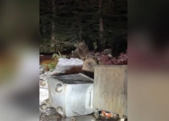 Uludağ'da devirdikleri çöp konteynerlerindeki yiyeceklerle beslenen ayılar kamerada