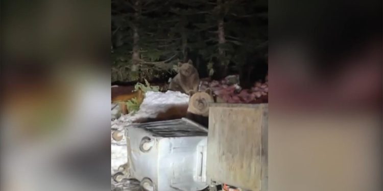 Uludağ'da devirdikleri çöp konteynerlerindeki yiyeceklerle beslenen ayılar kamerada