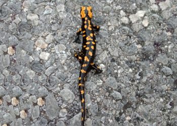 Kayseri'de Anadolu benekli semenderi görüntülendi