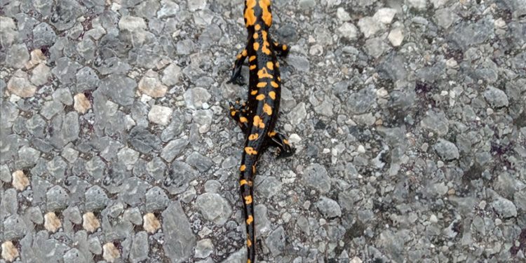 Kayseri'de Anadolu benekli semenderi görüntülendi