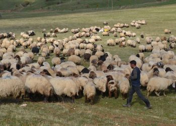 Havanın soğumasıyla göçerlerin dönüş yolculuğu sürüyor