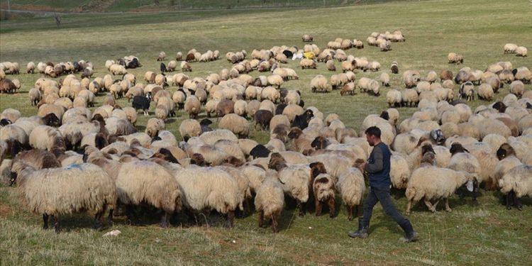 Havanın soğumasıyla göçerlerin dönüş yolculuğu sürüyor