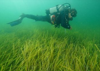 İzmit Körfezi'ndeki deniz çayırları görüntülendi