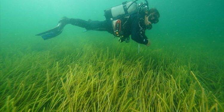 İzmit Körfezi'ndeki deniz çayırları görüntülendi