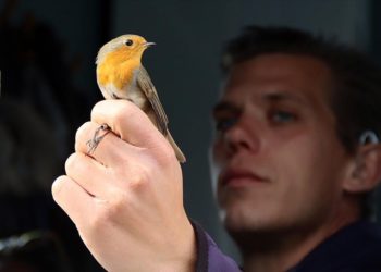 İsveçli kuş bilimci, Iğdır'da halkalama ve araştırma yapıyor