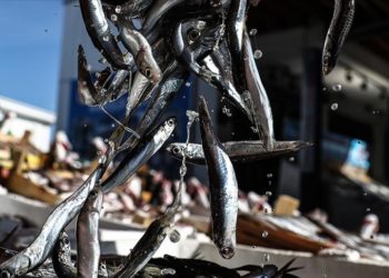 Balıkçılar Karadeniz'deki hamsi bereketini görüntüledi