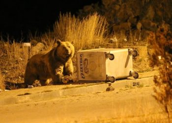 Sarıkamış'ta bozayılar mahalledeki çöplerle besleniyor