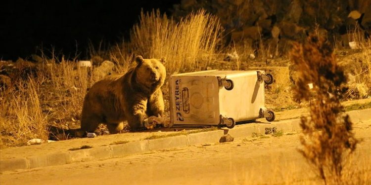 Sarıkamış'ta bozayılar mahalledeki çöplerle besleniyor