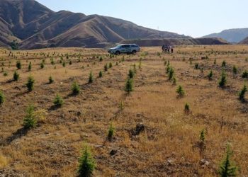 Eski maden sahaları çiçek ve ağaçlarla donatılıyor