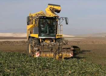 Muş ve Bitlis’te 800 bin ton pancarın şekere dönüşen yolculuğu sürüyor