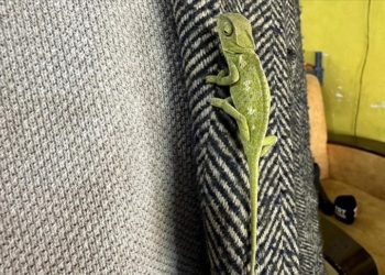 Manavdan aldığı mandalinaların arasından çıkan bukalemun "Patron"u evinde besliyor