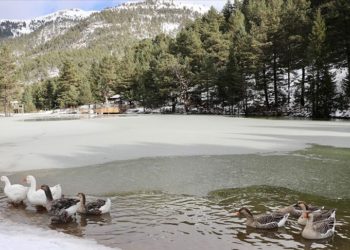 Limni Gölü Tabiat Parkı kış mevsiminde yaban hayvanlarına ev sahipliği yapıyor
