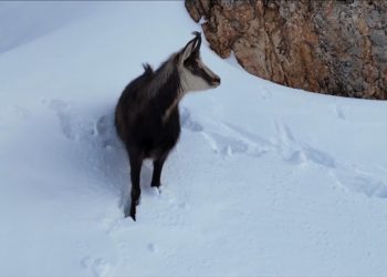 Erzincan'da sürüler halindeki çengel boynuzlu dağ ve yaban keçileri görüntülendi