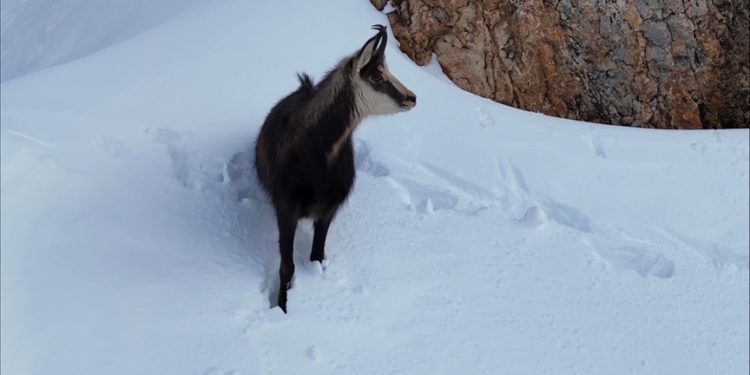 Erzincan'da sürüler halindeki çengel boynuzlu dağ ve yaban keçileri görüntülendi
