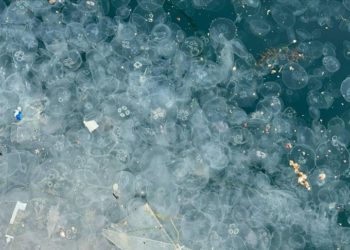 Beşiktaş Arnavutköy sahilinde kirlilik nedeniyle denizanaları görüldü