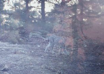Mersin'de fotokapanla vaşak görüntülendi