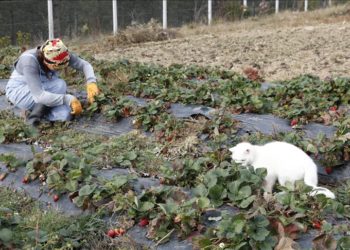 İstanbul’da tekstil sektörünü bırakıp Samsun’da çilek ve aronya yetiştirmeye başladı