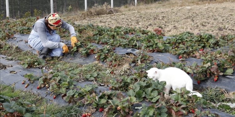 İstanbul’da tekstil sektörünü bırakıp Samsun’da çilek ve aronya yetiştirmeye başladı