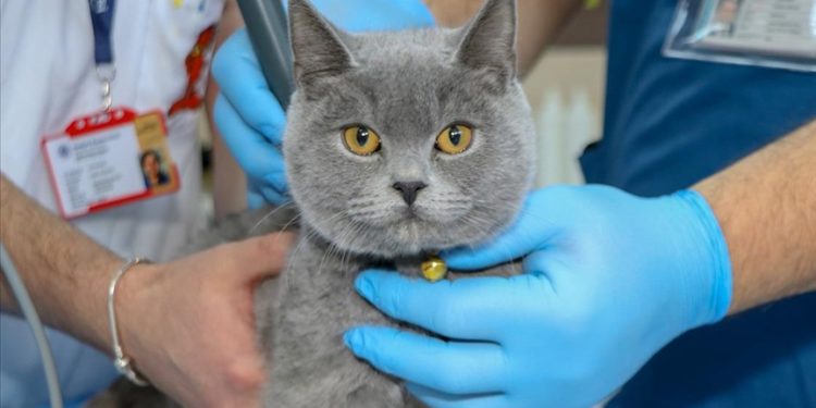 Erzurum’da yüksekten düşen kedi “Dino” mikrocerrahi müdahaleyle felç kalmaktan kurtarıldı