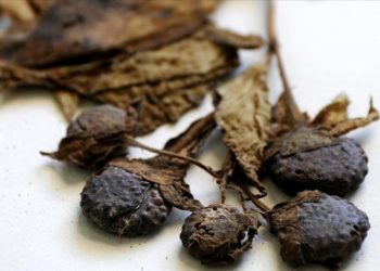 Uzmanından "güzelavrat" otu zehirlenmesine karşı uyarı