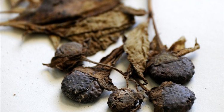 Uzmanından "güzelavrat" otu zehirlenmesine karşı uyarı