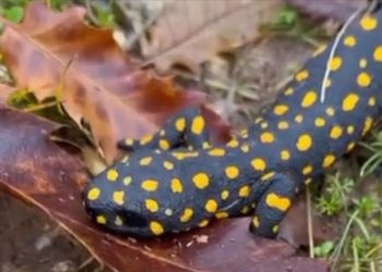Siirt'te Anadolu benekli semenderi görüntülendi