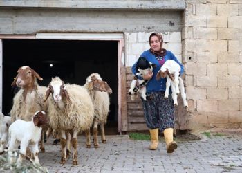 Kadın besici 3 yılda hayvan sayısını 17’den 91’e çıkardı
