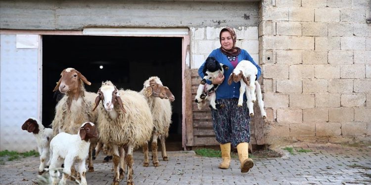 Kadın besici 3 yılda hayvan sayısını 17’den 91’e çıkardı